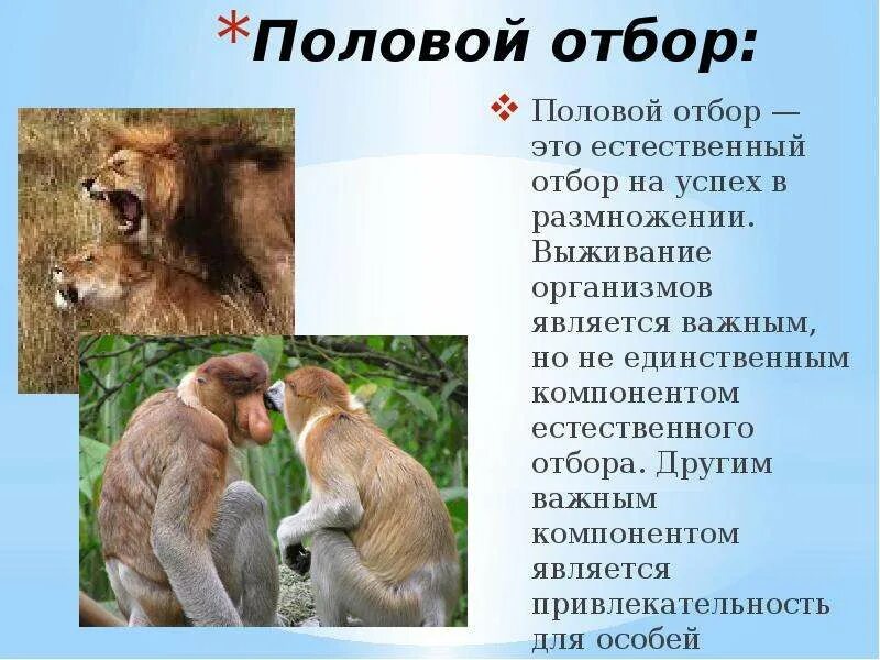 Естественный отбор индивидуальный и групповой. Индивидуальный естественный отбор.