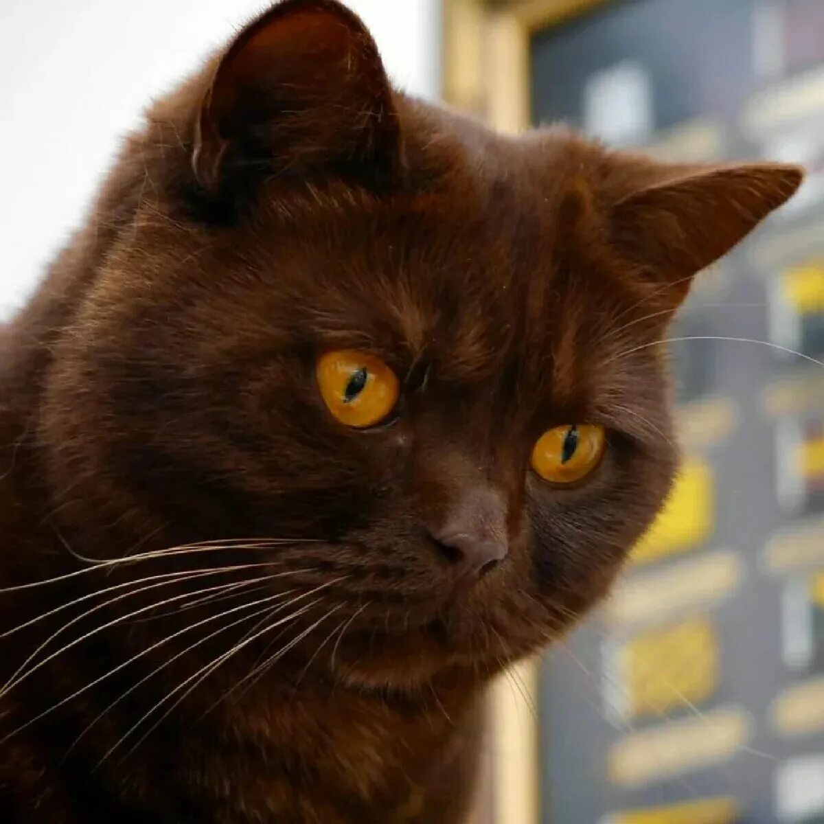 Фото шоколадных кошек. Британская короткошёрстная кошка циннамон. Бурма циннамон. Шотландская кошка циннамон. Шотландская вислоухая шоколадного окраса.