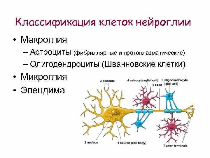 Нейроглия макроглия и микроглия. Нейроглия клетки макроглия микроглия. Нейроны и нейроглия. Астроциты олигодендроциты и эпендимоциты микроглия. Виды нейроглии