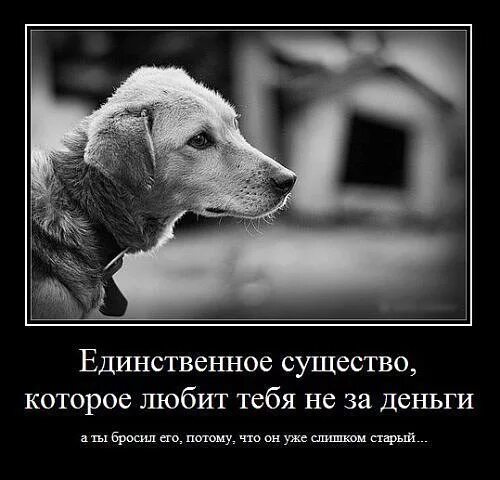 Цитаты про животных. Афоризмы про глаза собаки. Демотиваторы звери. Цитаты о собаках красивые. Фразы про собак.