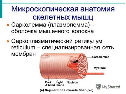 Оболочки мышц