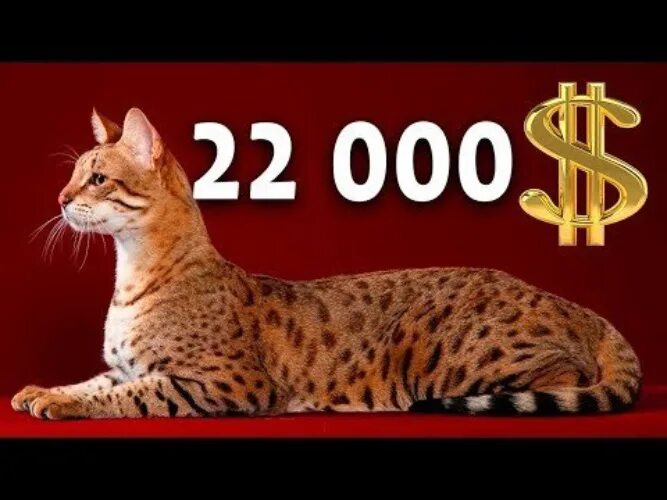 10 дорогих кошек в мире фото ТОП 10 САМЫХ ДОРОГИХ ПОРОД КОШЕК YouTube