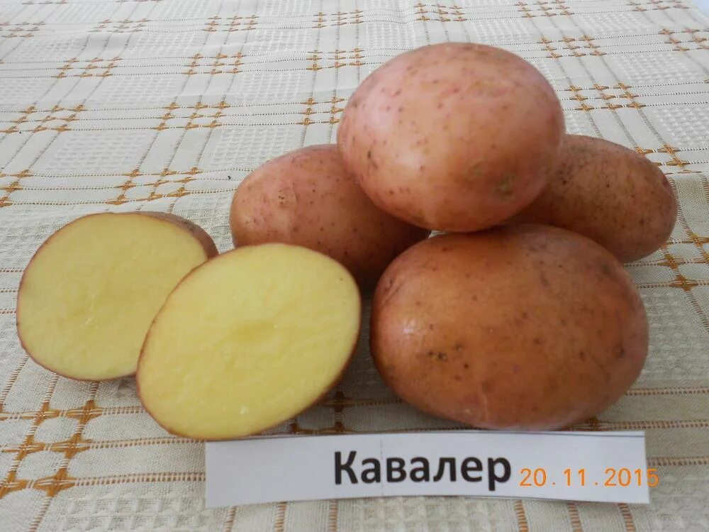 Белорусский сорт картофеля Уладар отличного вкуса и неприхотлив в выращивании - 