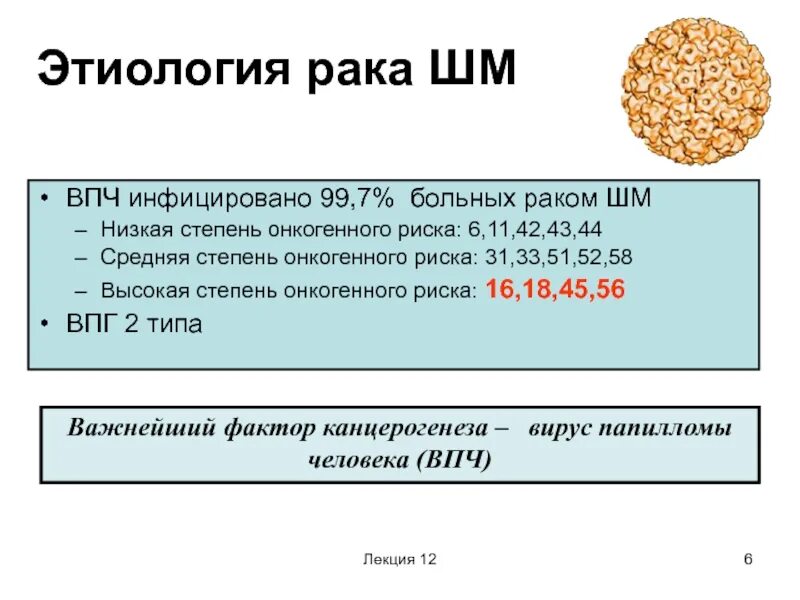 Папиллома высокого риска. Онкогенные штаммы впч. вирус папилломы человека высокого онкогенного риска. папилломавирусы высокого онкогенного риска. типы впч высокого онкогенного риска.