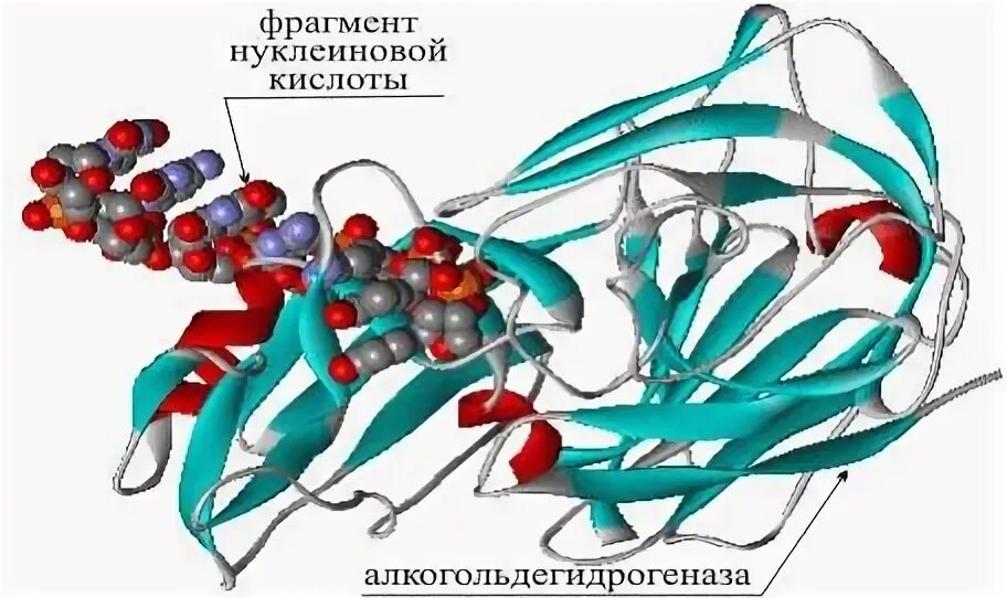 Фермент ускоряющий биохимическую реакцию
