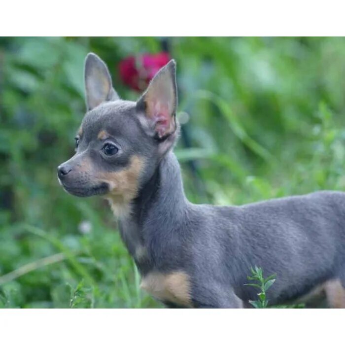 Окрасы той терьера фото. Окрасы той терьера фото. Трехшерстный терьер. Залысину пражский крысарик. Голубоглазый той терьер.