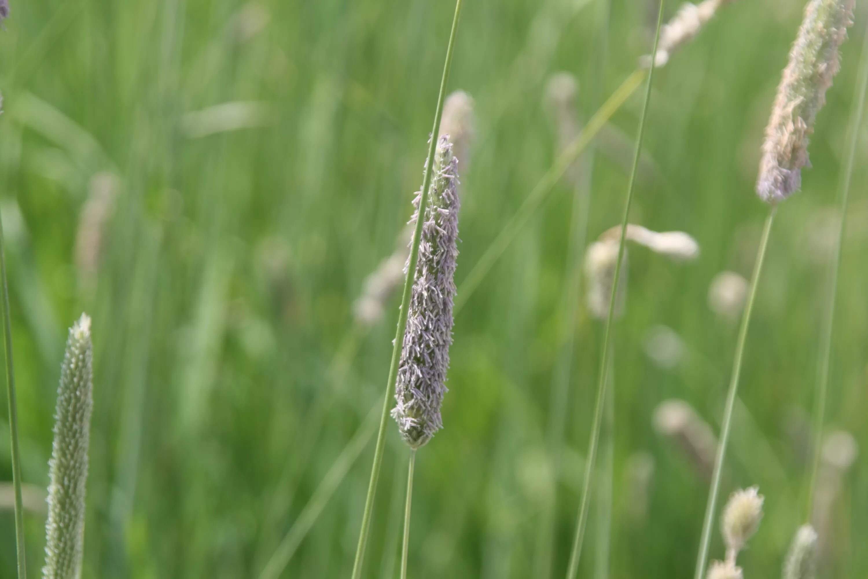 Злаковые луговые. Лисохвост Луговой (Alopecurus pratensis).. Лисохвост Луговой Aureovariegatus. Тимофеевка Луговая (Phleum pratense l.). Лисохвост Альпийский (Alopecurus Alpinus).