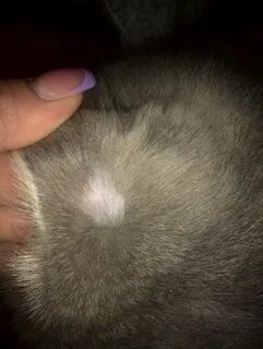 Пятна после кота