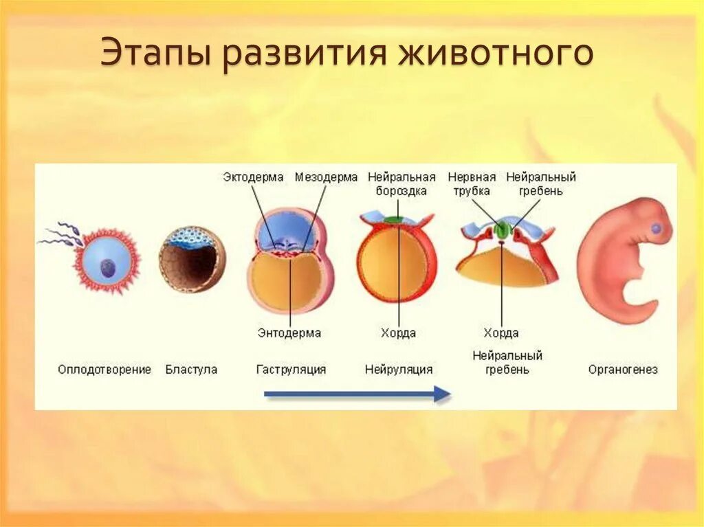 Оплодотворение позвоночных животных