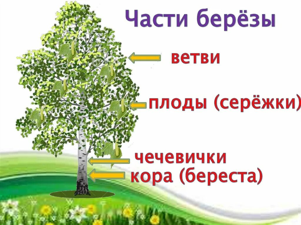 Презентация березка. Береза символ России. Береза для презентации. Берёза презентация для детей. Проект про березу.