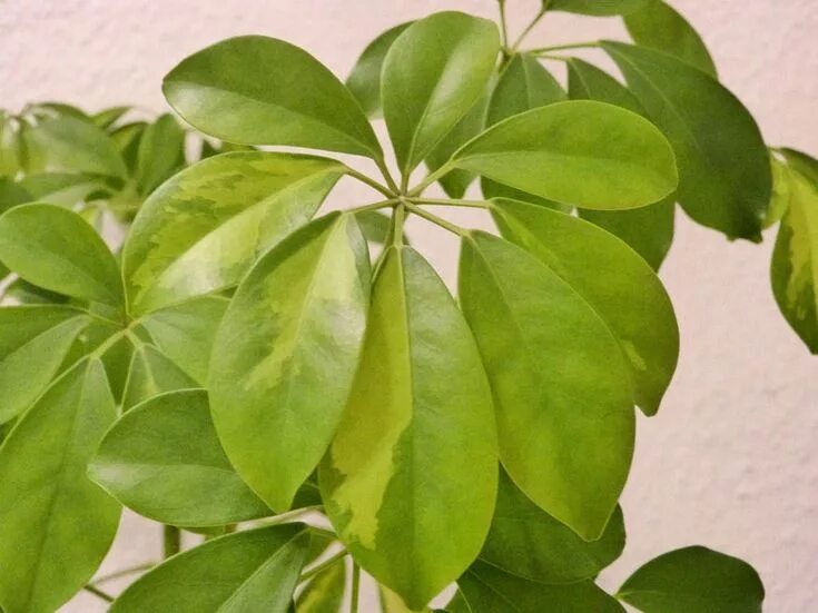 Philodendron Philodendron plant, House plants, Low light plants
