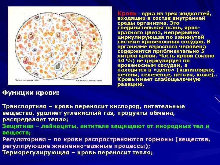 Ткани внутренней среды кровь. Кровь, тканевая жидкость постоянство внутренней среды организма. Внутренняя среда организма кровь. Состав крови постоянство внутренней среды.