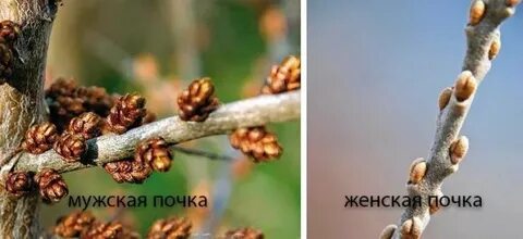 Как определить женское дерево
