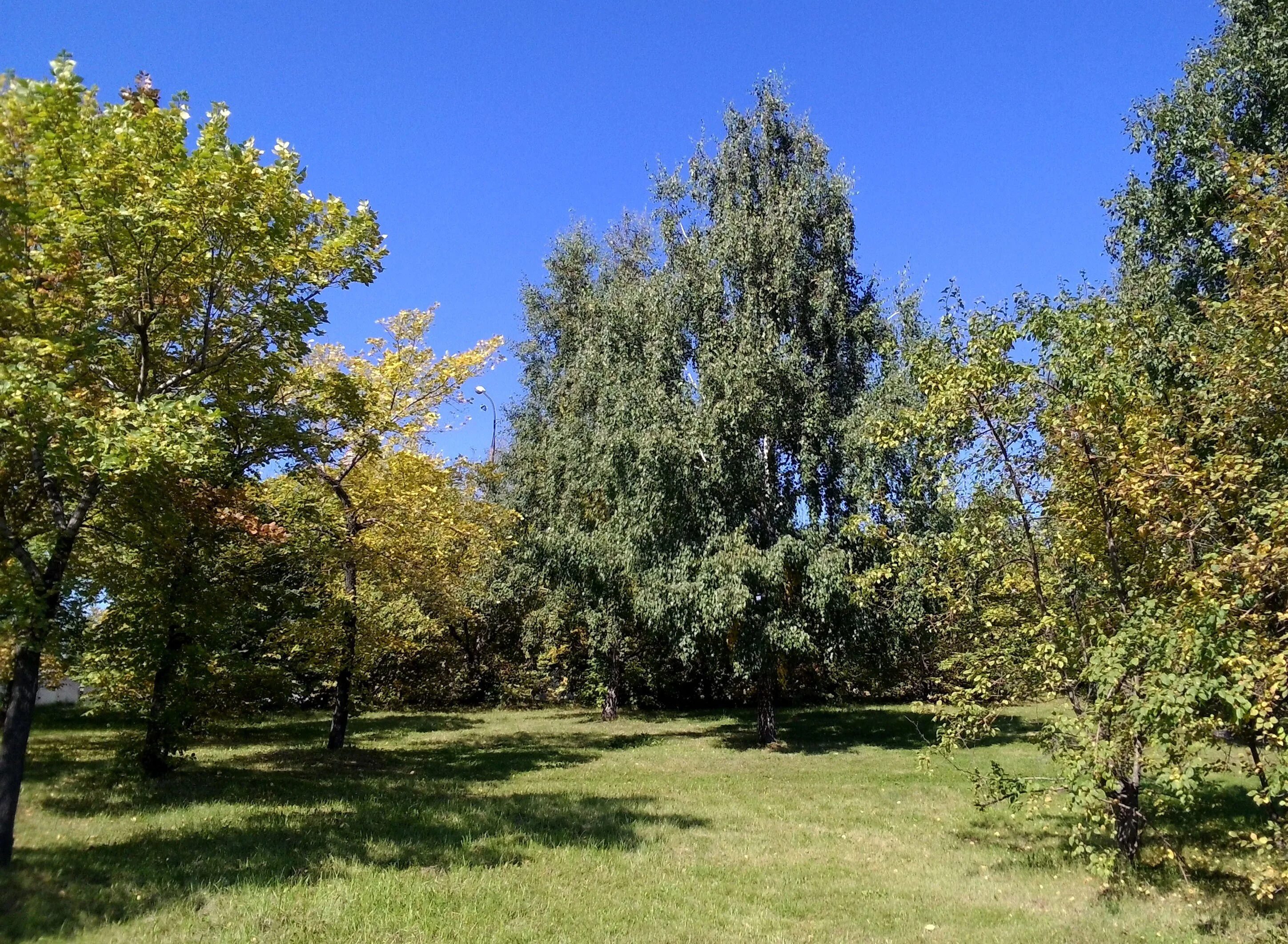 История в роще успела разнестись не. История в роще успела разнестись не. Первоуральск корабельная роща благоустройство. Дети в роще ушинский иллюстрации. История в роще успела разнестись не.