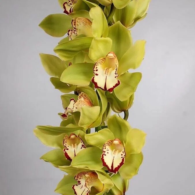 Орхидея Цимбидиум. Цимбидиум тигровая Орхидея. Орхидея Цимбидиум зеленая. Орхидея Уайт Сноу Цимбидиум.