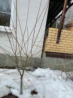 В подмосковье когда обрезать