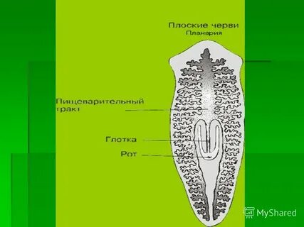 Размножение белой планарии