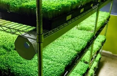 Домашняя ферма для выращивания зелени