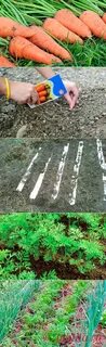 Как правильно сажать морковь в открытый