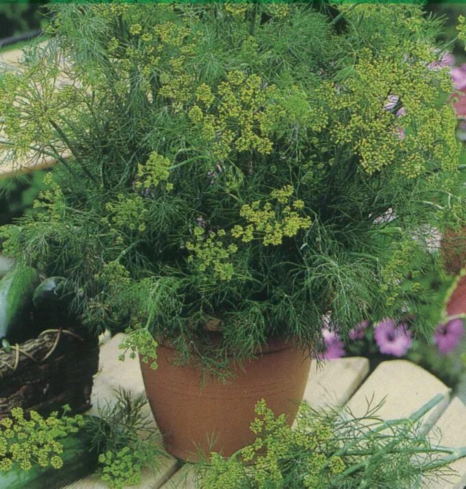 Можно ли выращивать укроп. Укроп пучковый ароматный. Anethum graveolens. Укроп Борей. Комнатные цветы фенхель.