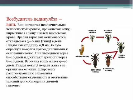 Вши возбудители