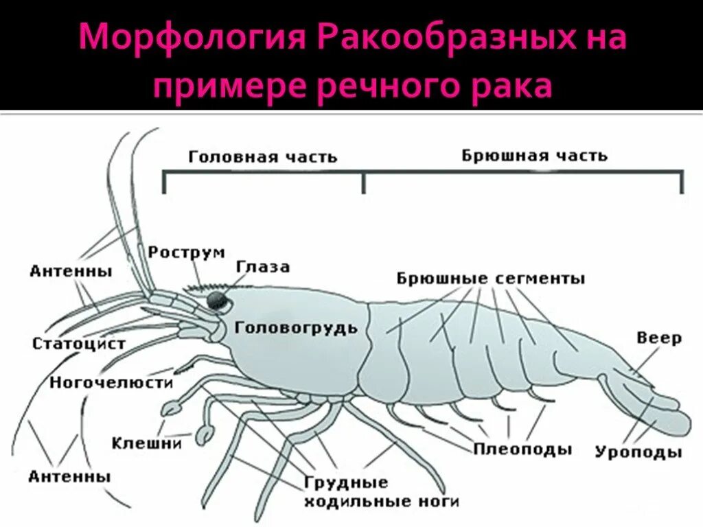 Общая характеристика ракообразных 7 класс. Общая характеристика ракообразных 7 класс