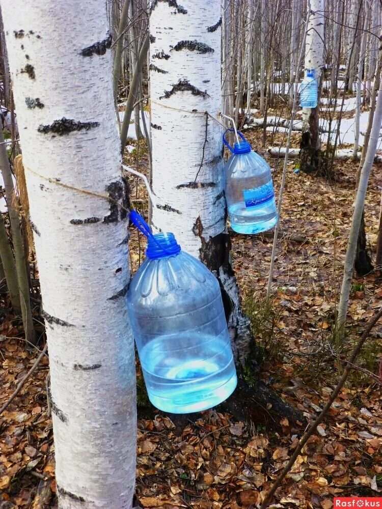 Когда можно начинать собирать березовый сок. Берёзовый сок. Береза и березовый сок. Березовый сок в 5л. Березовый сок 2023.