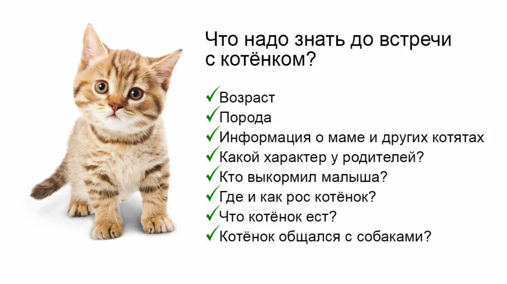 Котята по возрасту. Возраст котенка. Как выбрать кота. Выбрать котенка. Как определить Возраст котенка.