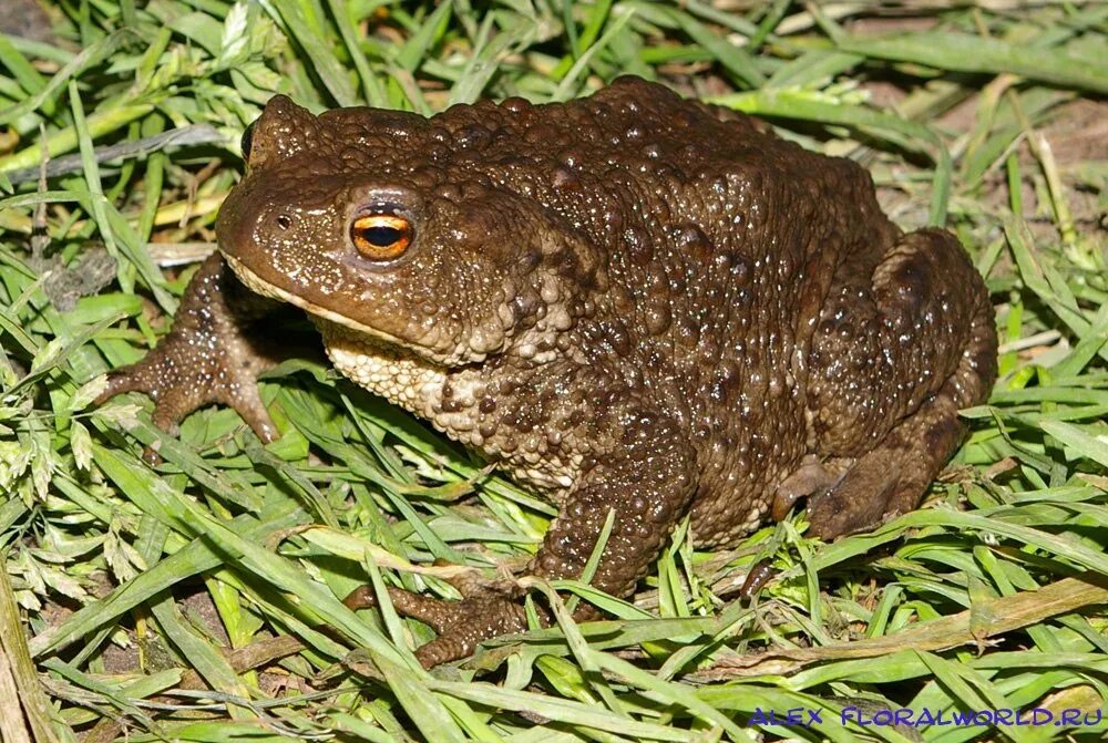 Серая жаба bufo bufo. Головастик земляной жабы. Жаба серая (bufo bufo linnaeus). Обыкновенная серая жаба. Обыкновенная жаба (bufo bufo).