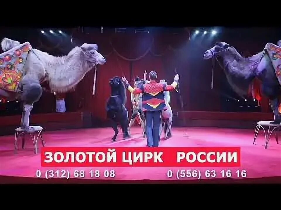Как читается цирк. Цирк бишкек афиша. цирк бишкек. цирк бишкек интрига. цирк в бишкеке с заднего входа.