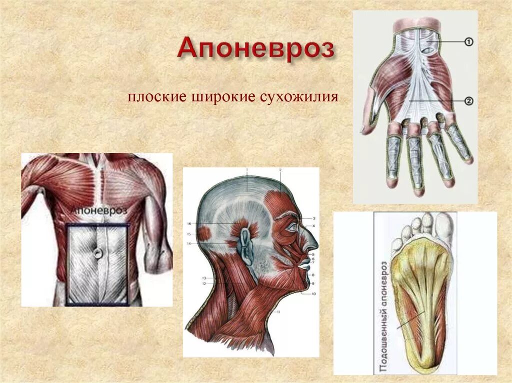 Массаж апоневроза головы