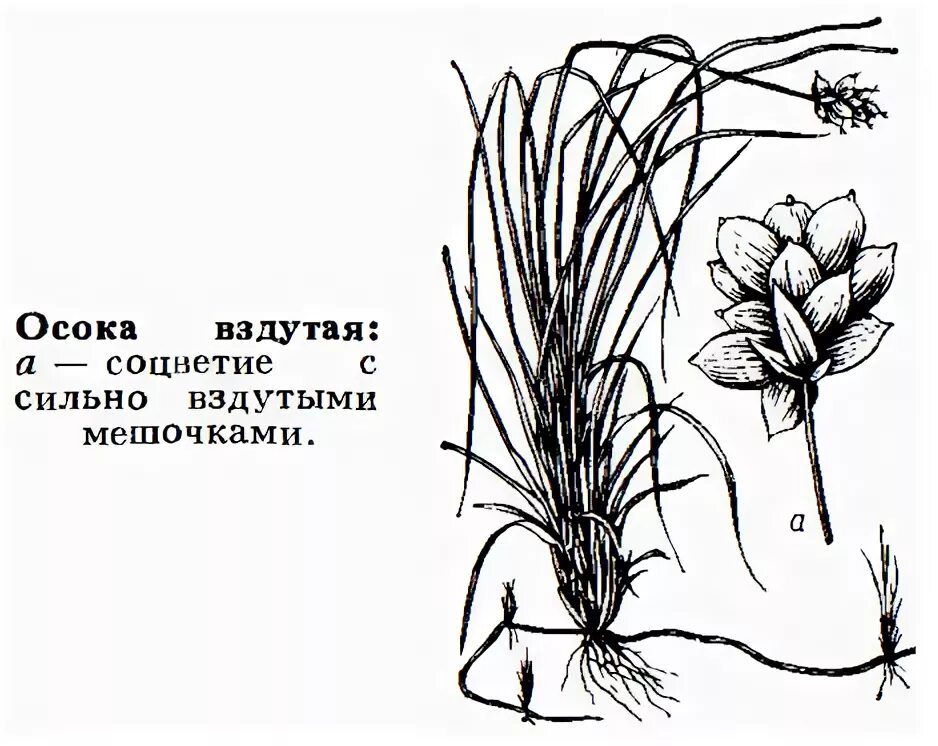 Корни осоки. Осока корень. осока части растения. соцветие осоковых. строение листа осоки.
