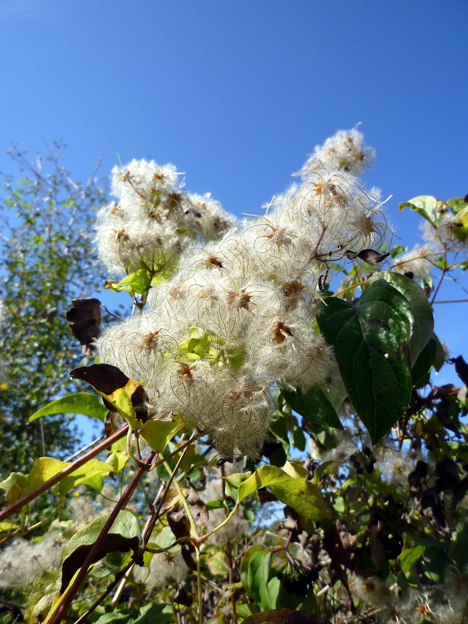 Vitalba-klematis, Clematis 'Paul Farges' / 'Summer Snow' Klematis, Blommor, Vita