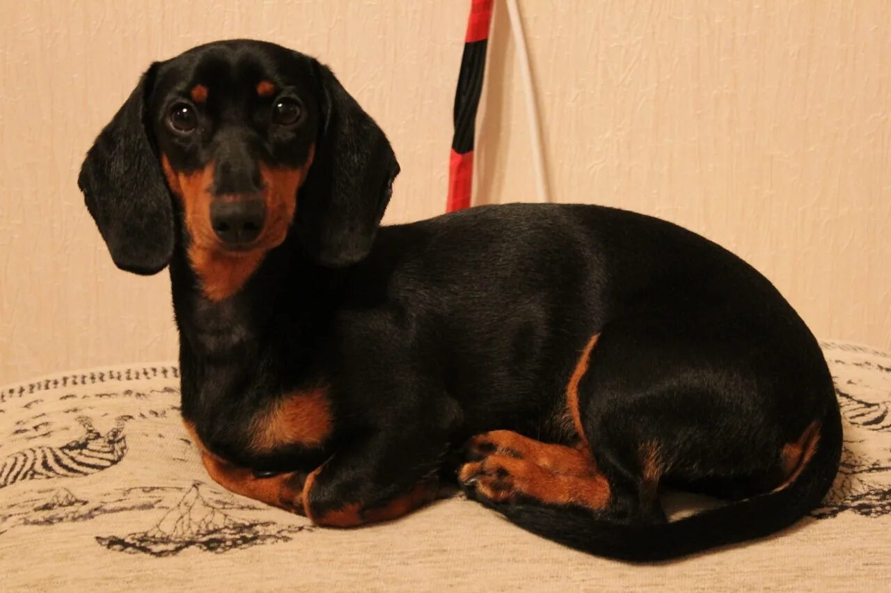 авито тамбовская область такса. таксы бывают многоцветные. чистокровная такса. такса фото. такса рожденная от черной и рыжей.