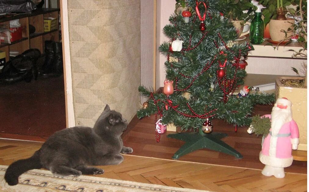 Экран для защиты елки от кошки. Тактическая кошка ёлочка. Ставим елку на столе. Саперная кошка елочка. Приметы елки дома