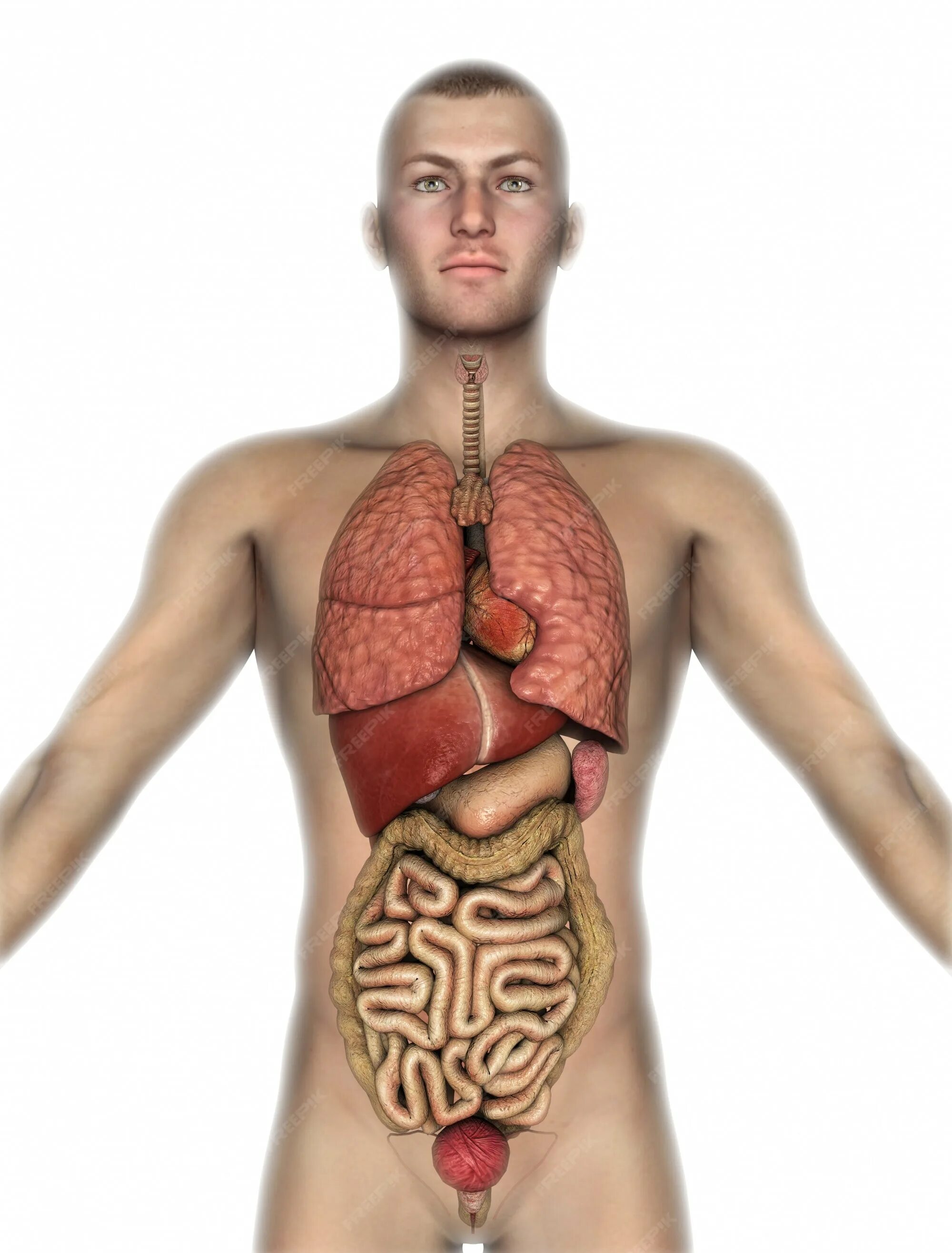 Органы человека. Внутренние органы. Внутренние органы человека. Организм человека внутренние органы. Мужчина без органа