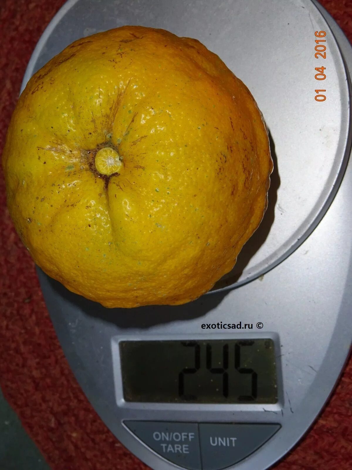Вес 1 лимона. Мандарин вес 1 шт без кожуры. Апельсины, вес. Апельсин грамм. Масса апельсина.