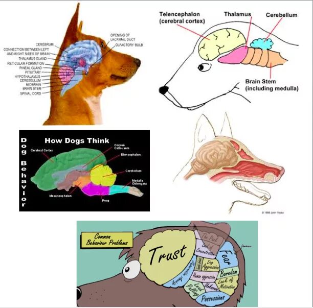 Отек мозга у собаки. Отделы мозга собаки. Мозг собаки схема. Строение головного мозга собаки.