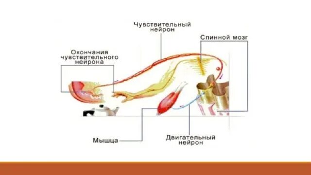 Окончание чувствительного нейрона. Где находится окончание чувствительного нейрона. Окончание чувствительного нейрона рука. Окончания чувствительного нейрона на схеме.