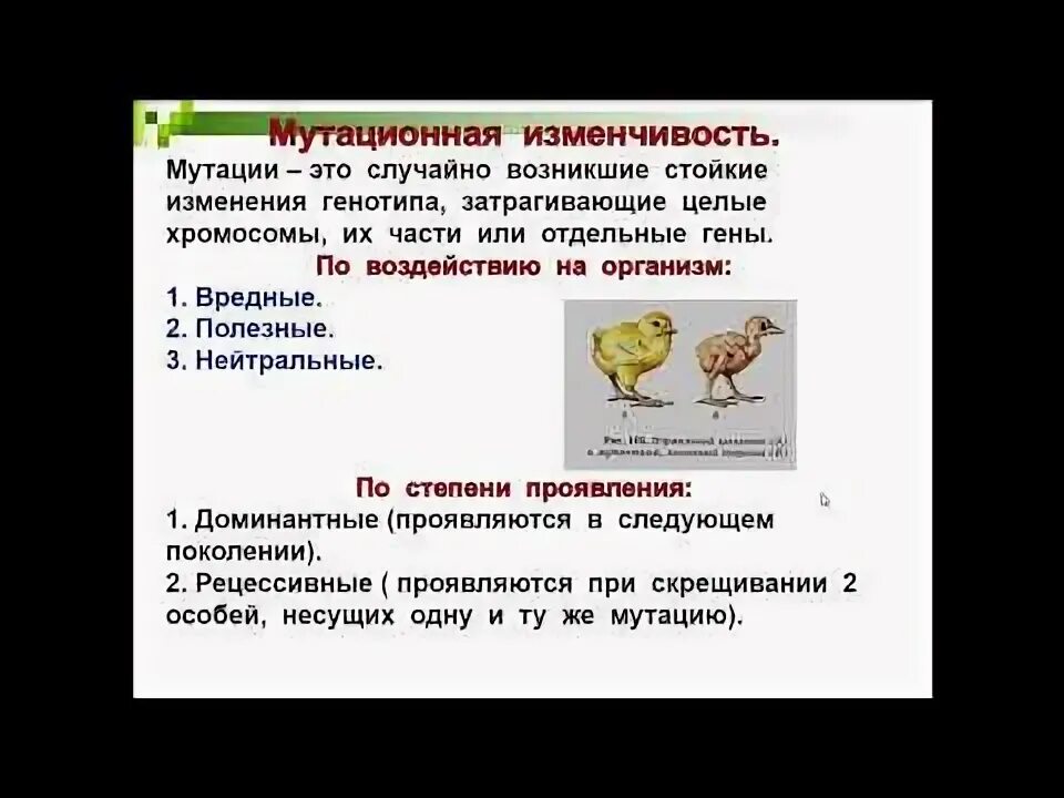 Презентация по теме "Случайная изменчивость (примеры)" по предмету Вероятность и