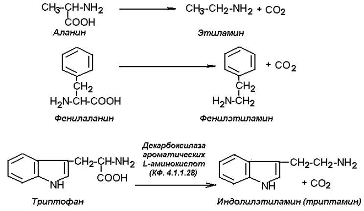 Декарбоксилирование тирозина реакция. Декарбоксилирование фенилаланина реакция. Декарбоксилирования аминокислоты тирозина. Фенилаланин в фенилэтиламин реакция. Аланин бензол