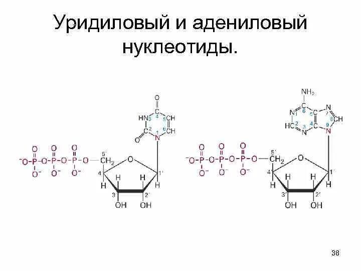 Гуаниновый нуклеотид. Уридиловая и адениловая кислота динуклеотид. Нуклеотид 5адениловая кислота. Динуклеотид из уридиловой и адениловой кислот. 3 Уридиловая кислота.