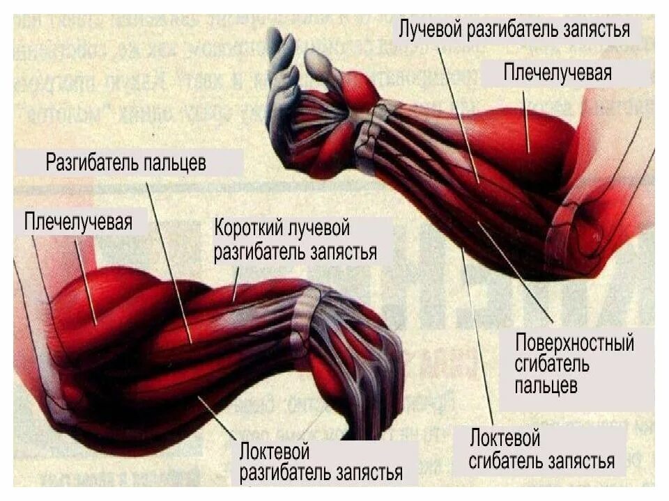 Горит предплечье. Мышцы руки. Болят мышцы предплечья. Болит мышца предплечья левой руки. Болит мышца предплечья правой руки.