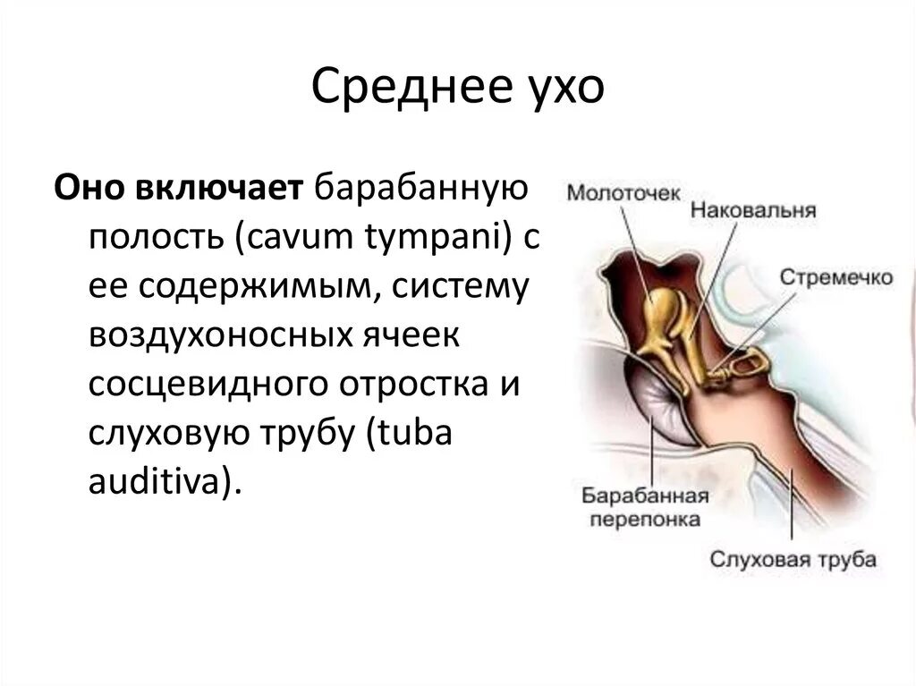 Строение полости среднего уха. К структурам среднего уха относят. Анатомические структуры среднего уха. Среднее ухо человека состоит. Орган состоящий из внутреннего и среднего уха