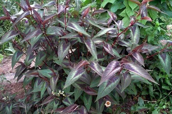 Aconogonon × fennicum - Image of an specimen - Plantarium