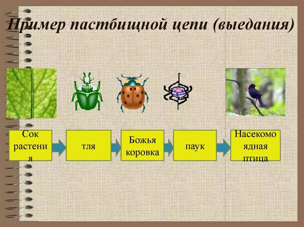 2 пастбищные цепи питания