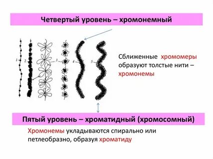 Уровни структурной организации хромосом