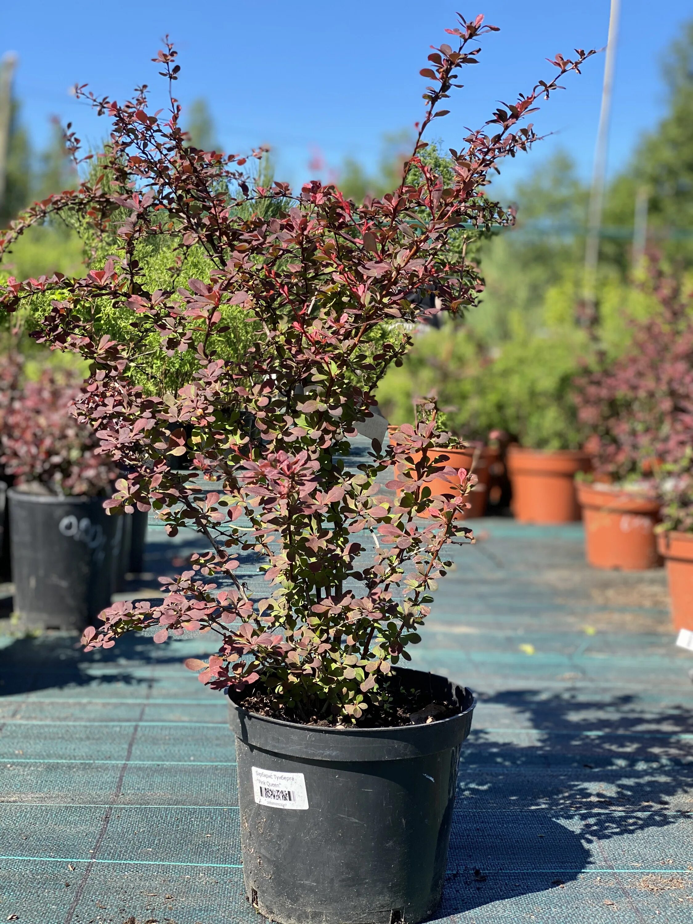 Барбарис тунберга пинк квин. Барбарис тунберга "пинк куин" куст. Барбарис тунберга pink queen. Барбарис тунберга пинк. Барбарис тунберга пинк квин.