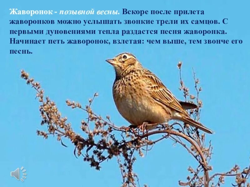 Весной всегда легче. Жаворонки весной. Жаворонки прилетели. Встреча весны Жаворонки.