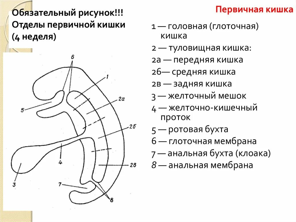 Первичная эмбриональная кишка. Первичная кишка зародыша. Хорда нервная трубка первичная кишка. Первичная кишка зародыша. Первичная кишка зародыша.